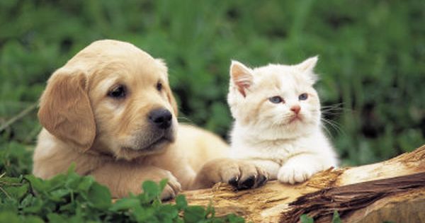 338ca5b8d4a0784d2f98180baba2b5b3