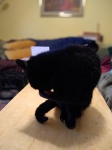 IMG_20190627_190851042_PORTRAIT